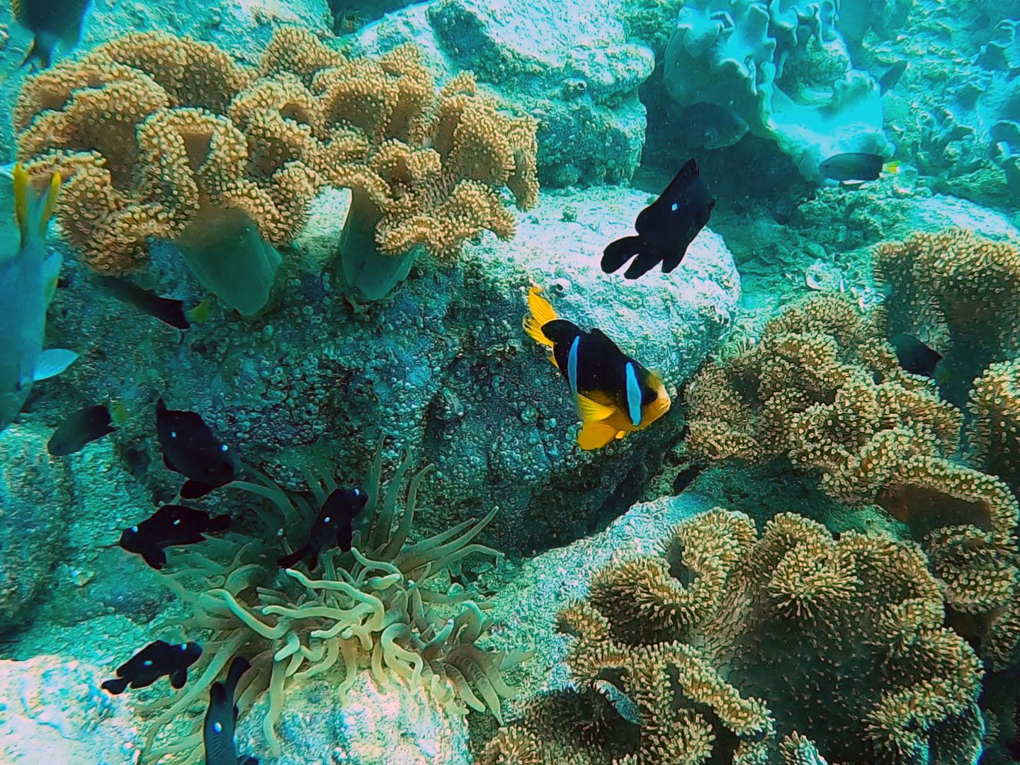 Three Sisters dive site